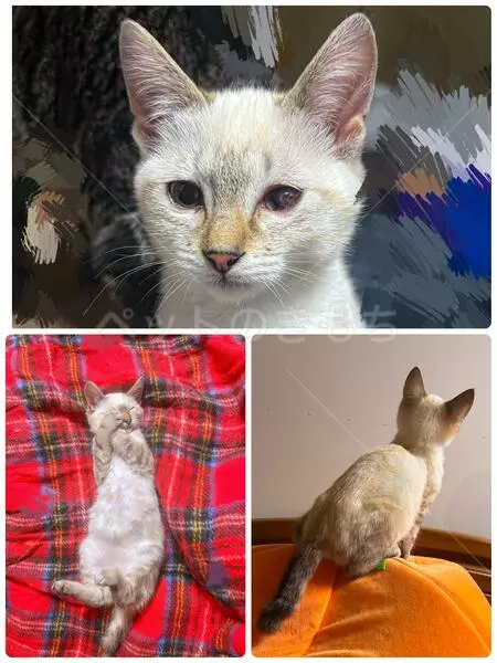 迷子猫の画像