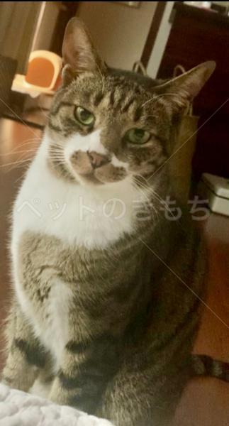 迷子猫の画像
