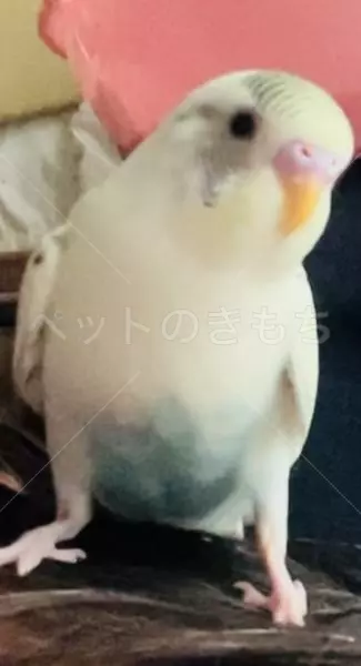 迷子鳥の画像