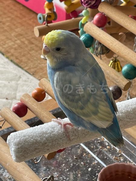 迷子鳥の画像
