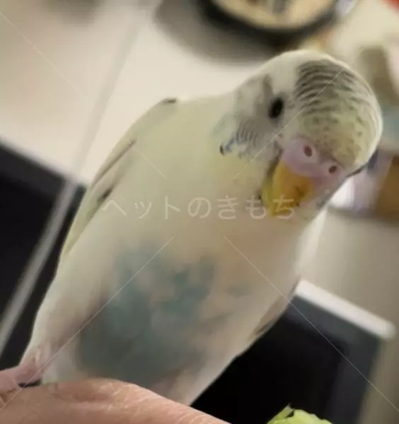 コメントの画像