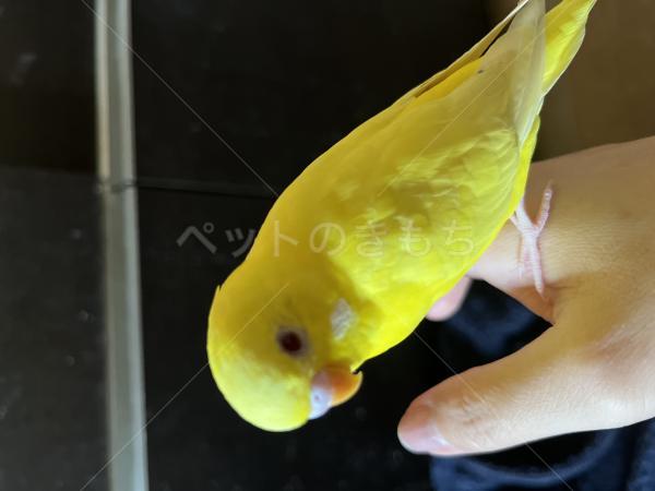 迷子鳥の画像