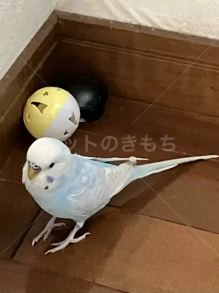 迷子鳥の画像