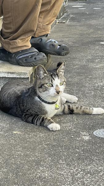保護猫の画像