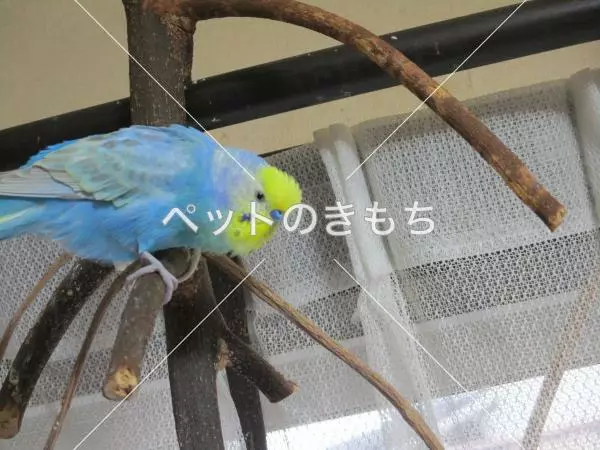 迷子鳥の画像