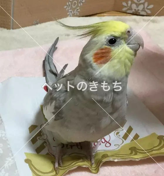 迷子鳥の画像