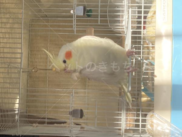 迷子鳥の画像
