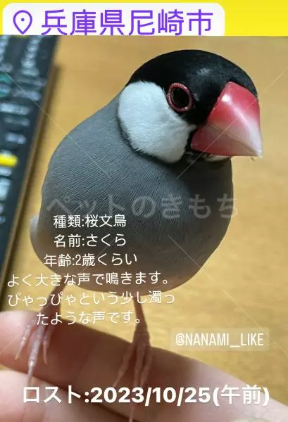 迷子鳥の画像