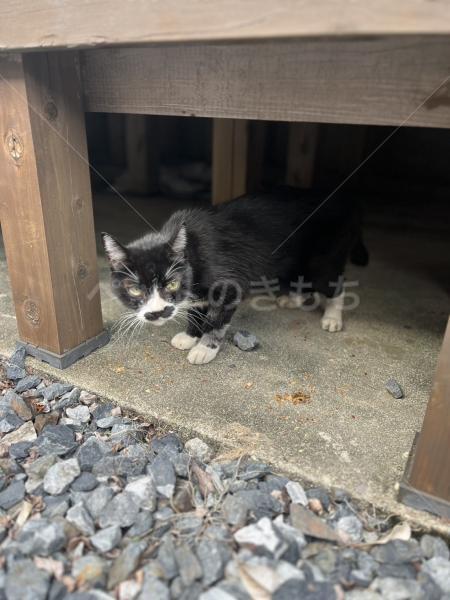 保護猫の画像