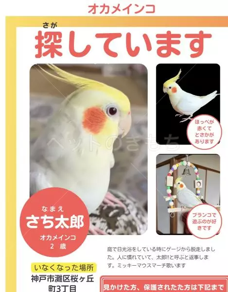 迷子鳥の画像