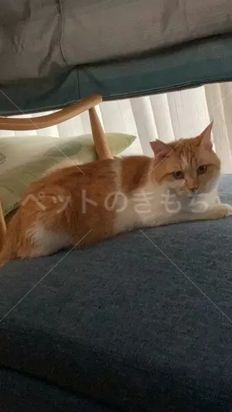 迷子猫の画像