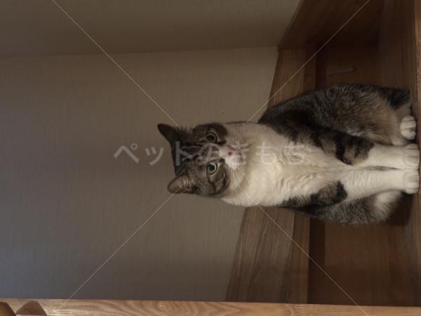 迷子猫の画像