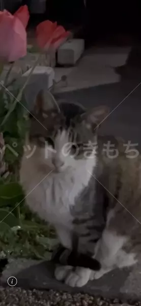 保護猫の画像