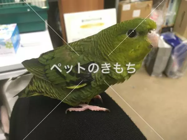 迷子鳥の画像