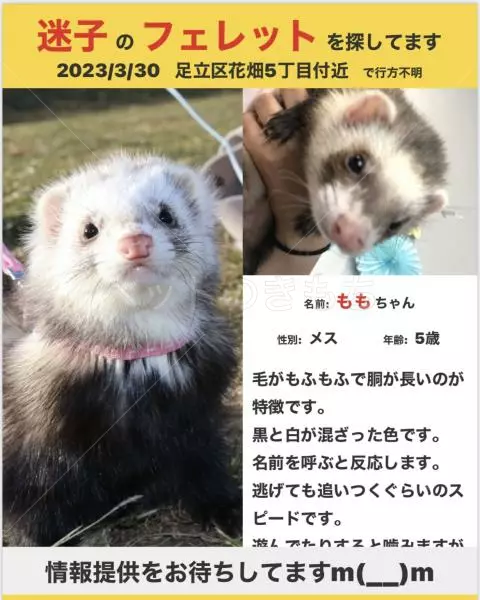 迷子ペットの画像