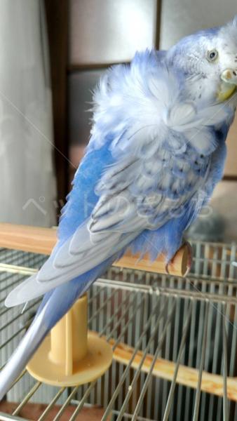 迷子鳥の画像