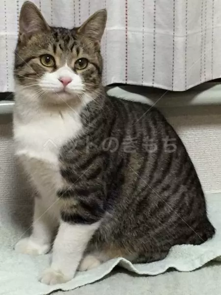 迷子猫の画像