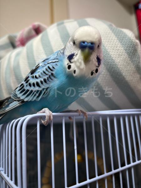 迷子鳥の画像