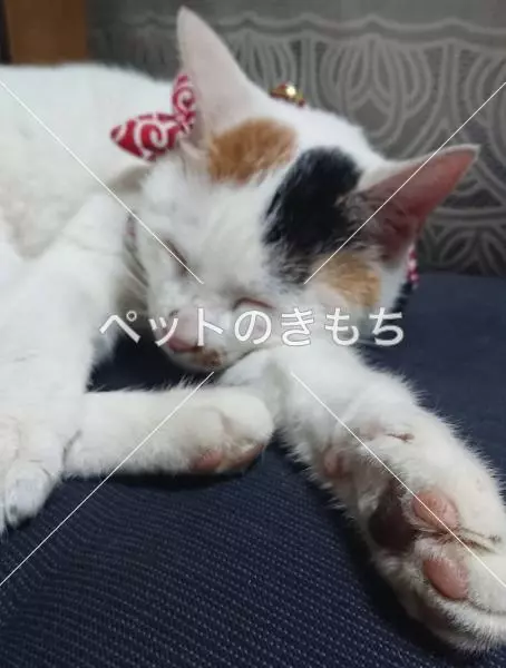 迷子猫の画像
