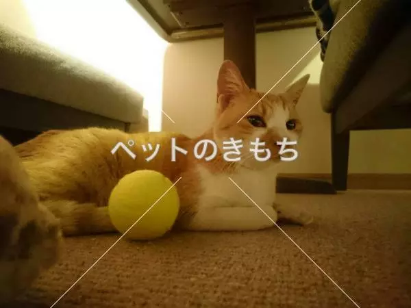 保護猫の画像