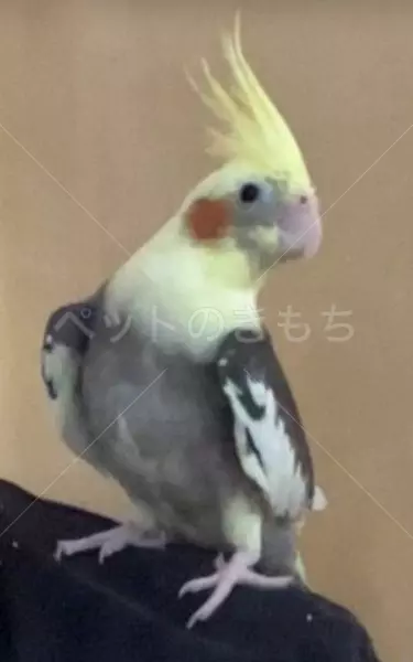 迷子鳥の画像