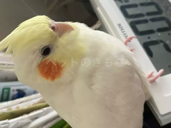 迷子鳥の画像