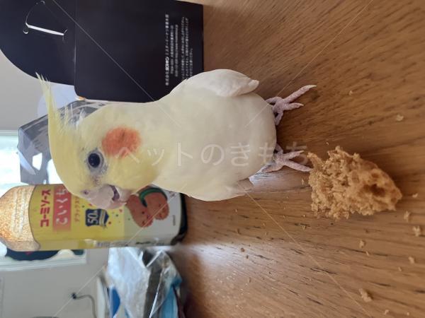 迷子鳥の画像