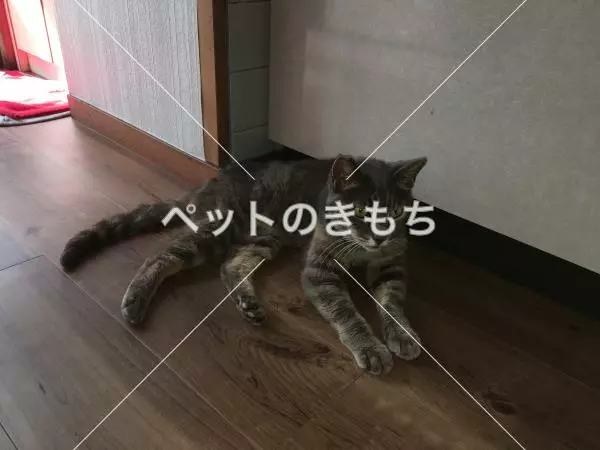 迷子猫の画像