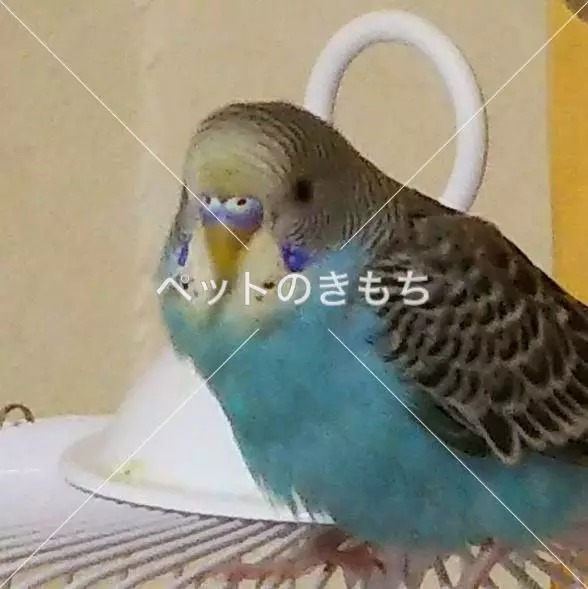 迷子鳥の画像