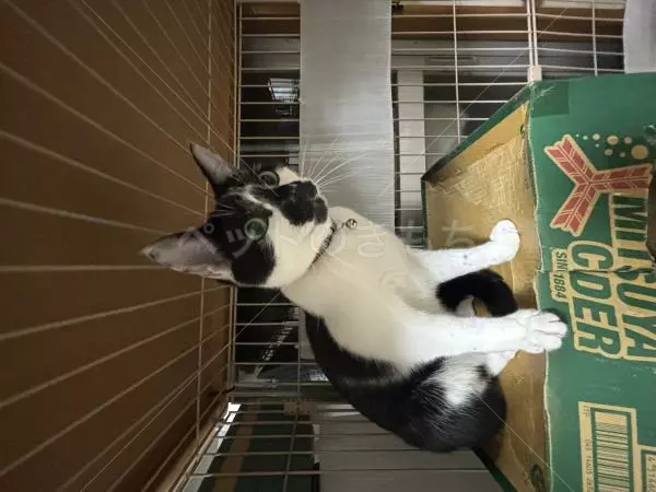 迷子猫の画像