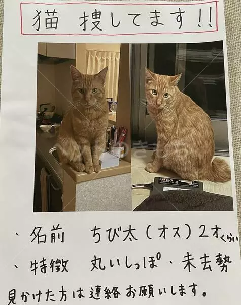 迷子猫の画像