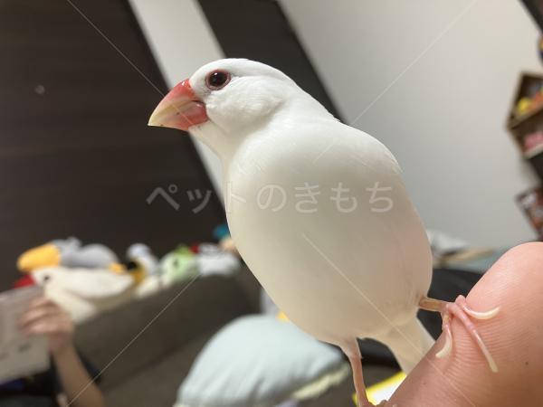 迷子鳥の画像