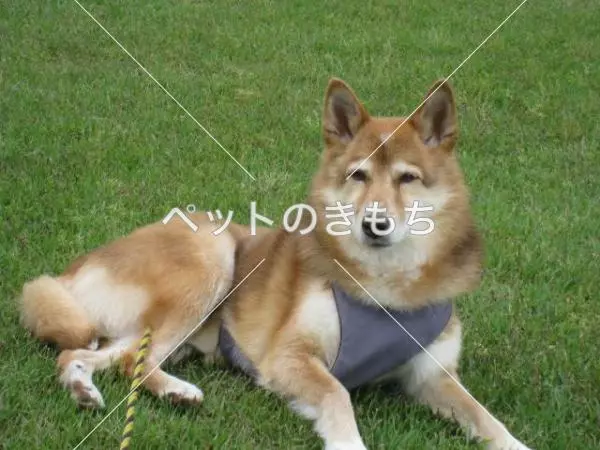迷子犬の画像