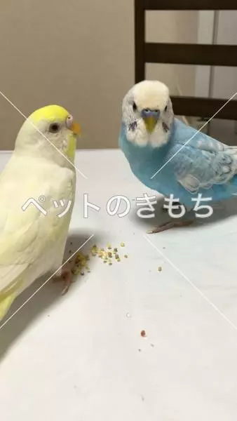 迷子鳥の画像