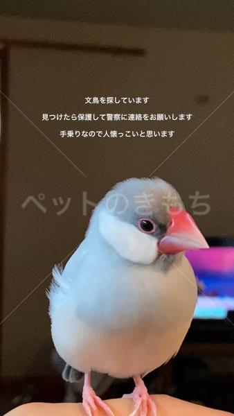 迷子鳥の画像