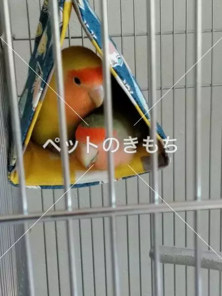 迷子鳥の画像
