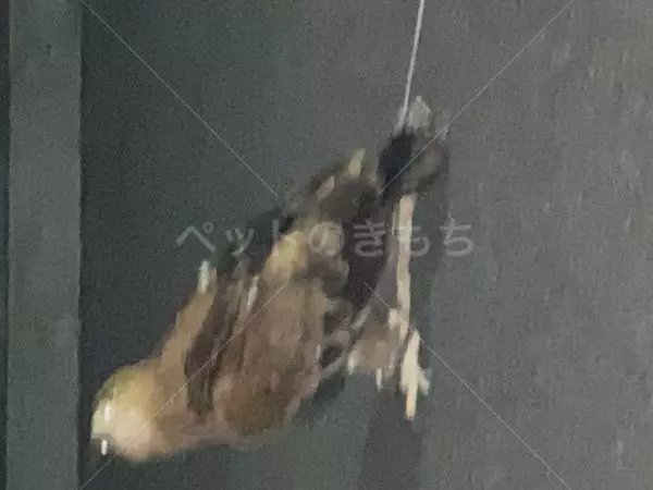 コメントの画像