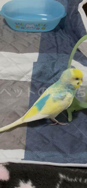 迷子鳥の画像