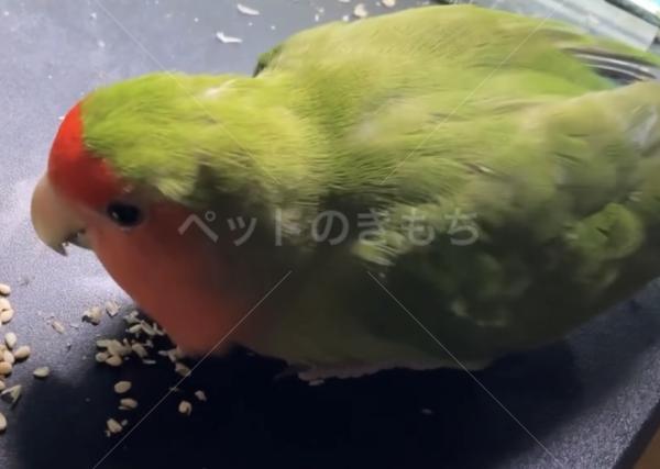 迷子鳥の画像