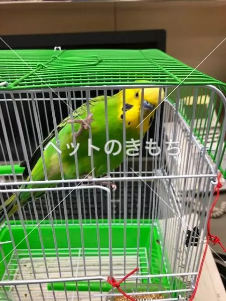 保護鳥の画像