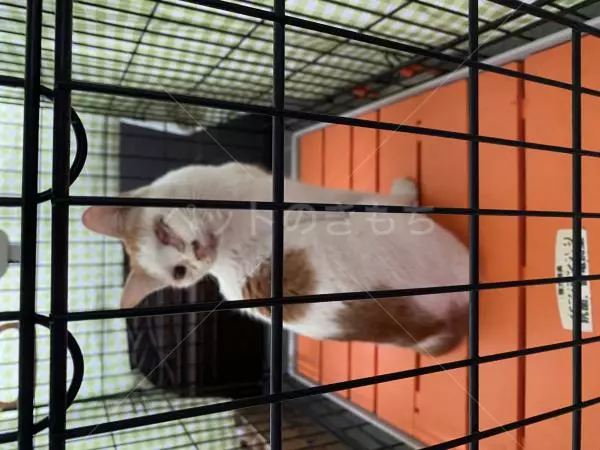 コメントの画像