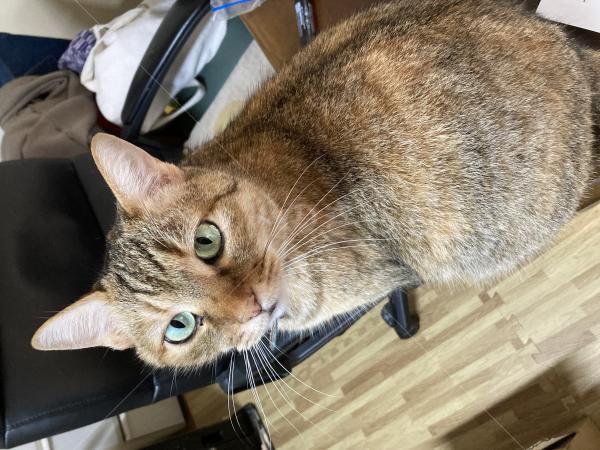 迷子猫の画像