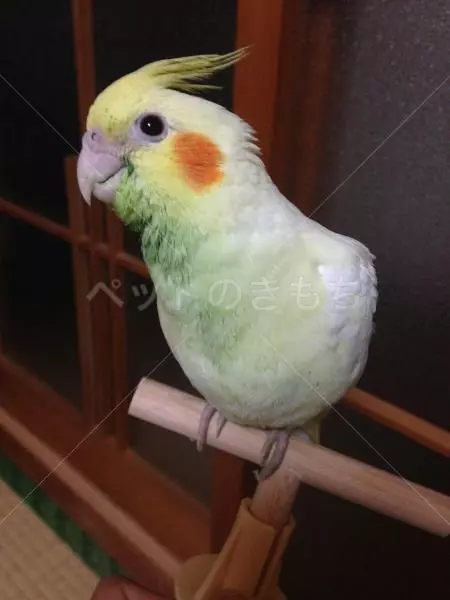迷子鳥の画像
