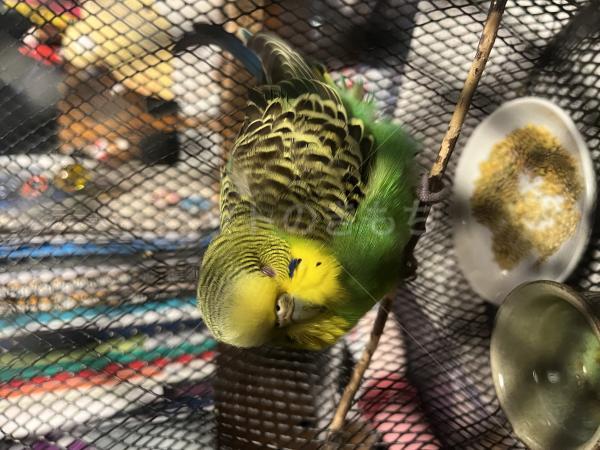 保護鳥の画像