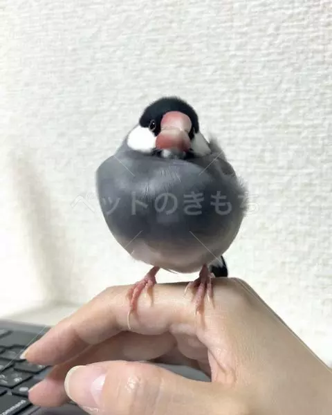 保護鳥の画像
