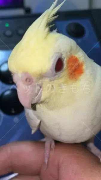 迷子鳥の画像