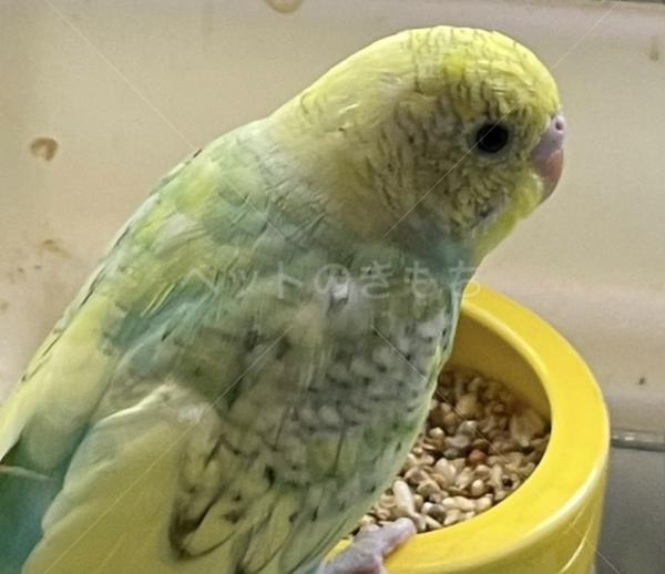 迷子鳥の画像