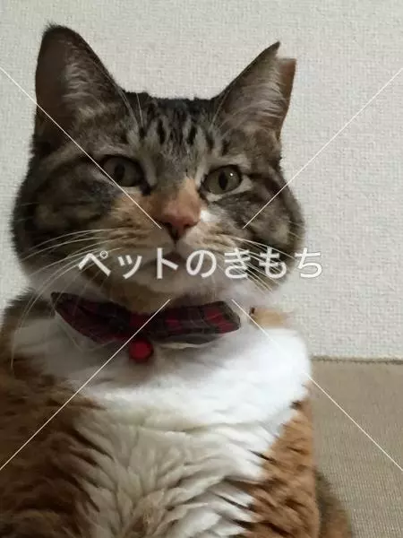 迷子猫の画像