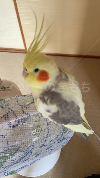 迷子鳥の画像