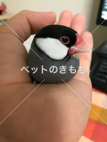 迷子鳥の画像